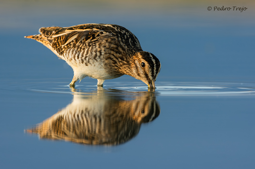 Agachadiza común (Galinago gallinago)